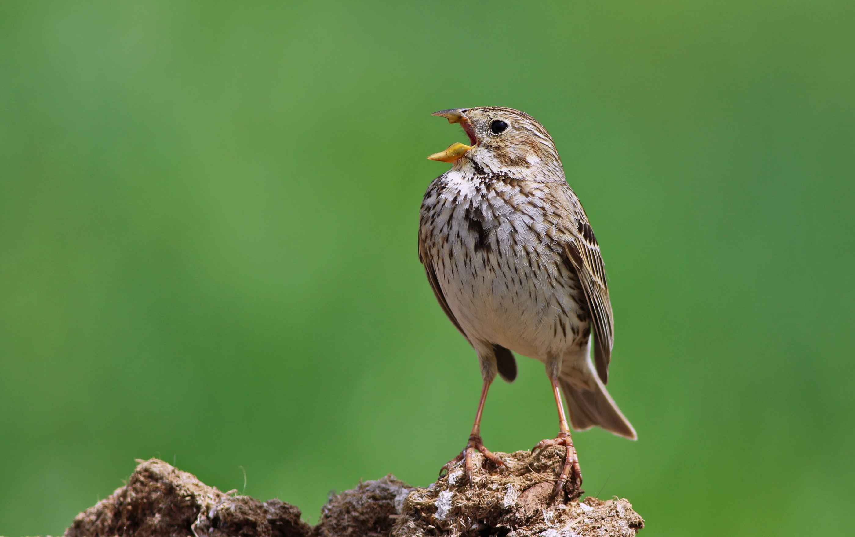 Corn Bunting